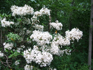 Appalachian Trail Flowers - Mountain Laurel