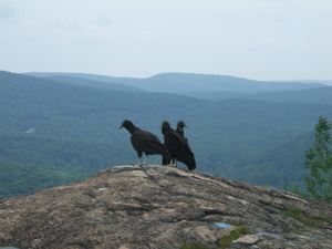 Appalachian Trail Birds