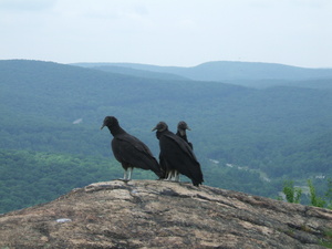 Appalachian Trail Birds