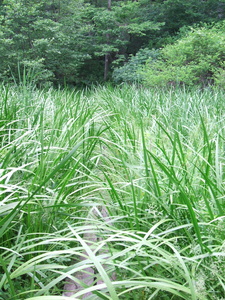Appalachian Trail Grass