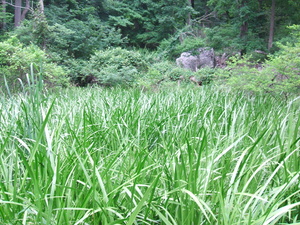 Appalachian Trail Grass