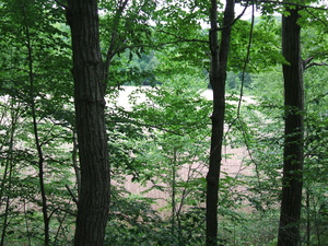 Appalachian Trail Meadow through the trees