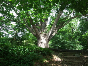 Appalachian Trail Tree