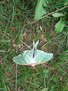 Appalachian Trail Butterfly