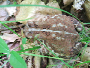 Appalachian Trail Toad