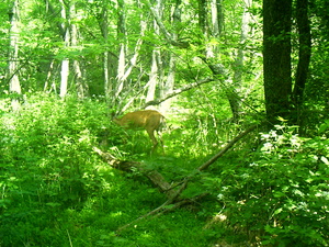 Appalachian Trail Deer