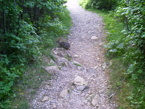 Appalachian Trail Bunny