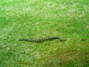 Appalachian Trail Snake