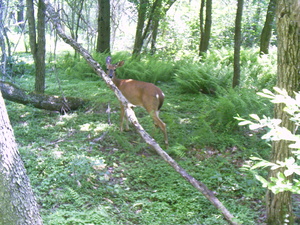 Appalachian Trail Deer