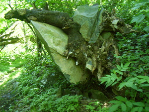 Appalachian Trail Rock & Fallen Tree