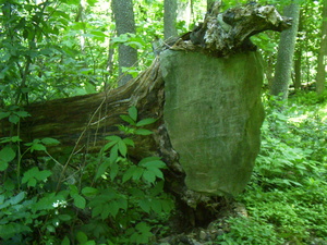 Appalachian Trail Rock & Fallen Tree