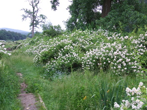 Appalachian Trail 