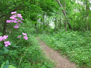 Appalachian Trail 