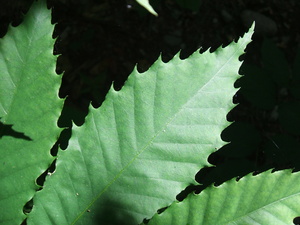 Appalachian Trail American Chestnut