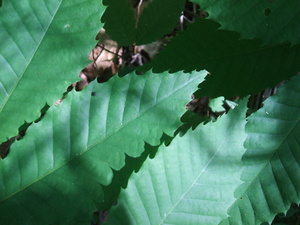 Appalachian Trail American Chestnut