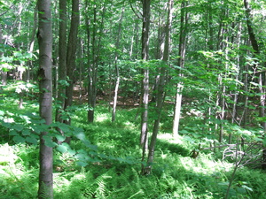 Appalachian Trail 