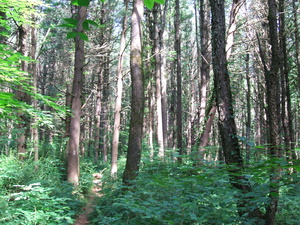 Appalachian Trail 