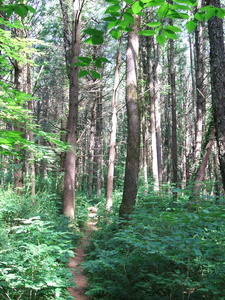 Appalachian Trail 