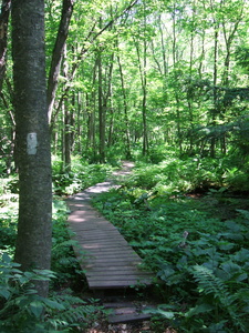 Appalachian Trail 