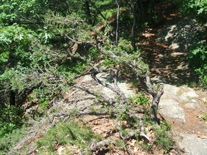 Appalachian Trail 