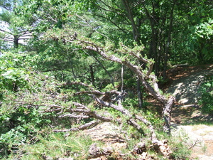 Appalachian Trail 