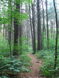 Appalachian Trail 