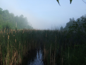 Appalachian Trail Cattails