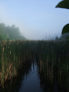 Appalachian Trail Cattails