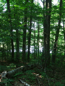 Appalachian Trail 