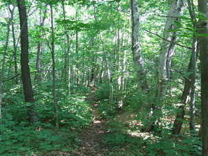 Appalachian Trail 