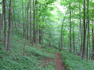 Appalachian Trail Ferns