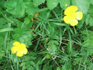 Appalachian Trail Yellow Flowers