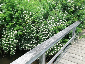 Appalachian Trail Multifloral rose bush (42.234410, -73.196188)