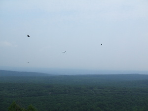 Appalachian Trail Birds