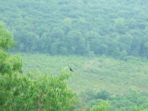 Appalachian Trail Bird