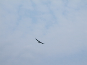 Appalachian Trail Bird