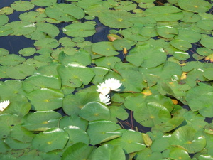 Appalachian Trail Water Lillies