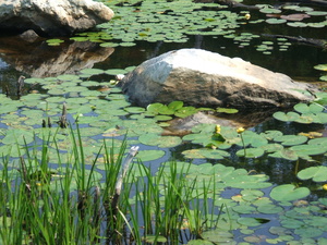 Appalachian Trail Water Lillies