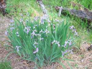 Appalachian Trail Flowers