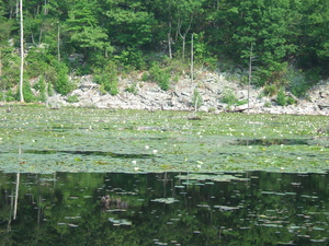 Appalachian Trail Water Lillies