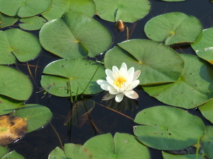 Appalachian Trail Water Lillies