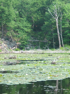 Appalachian Trail Water Lillies