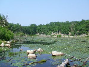 Appalachian Trail Water Lillies