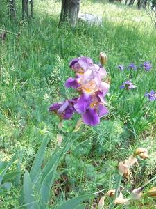 Appalachian Trail Flower at old home site 