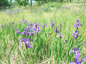 Appalachian Trail Flower at old home site