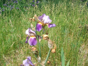 Appalachian Trail Flower at old home site