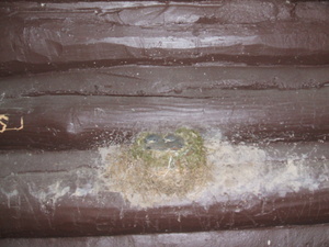 Appalachian Trail Mashipacong Shelter with Bird's nest in shelter with two chicks