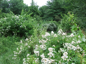 Appalachian Trail Multifloral rose bushes