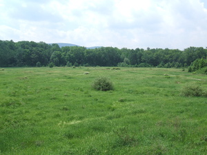 Appalachian Trail Marsh, Walkill River Wildlife Preserve (41.237153, -74.473021)