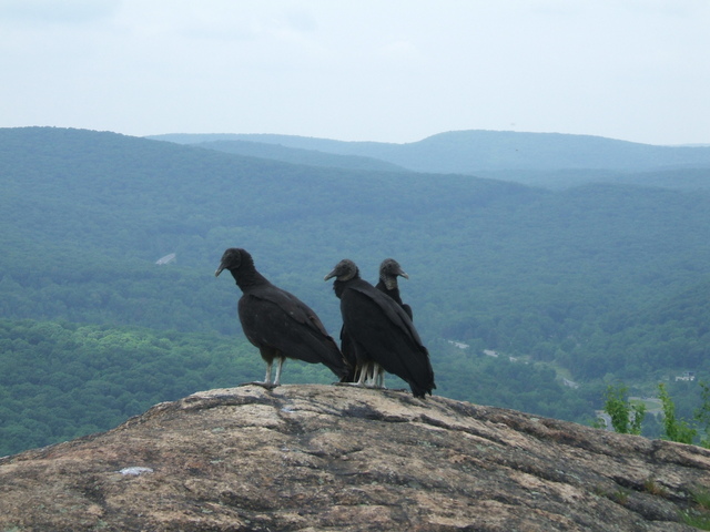 Appalachian Trail - Birds